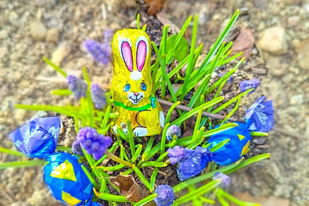 Schokoladenosterhase im Blumenbeet