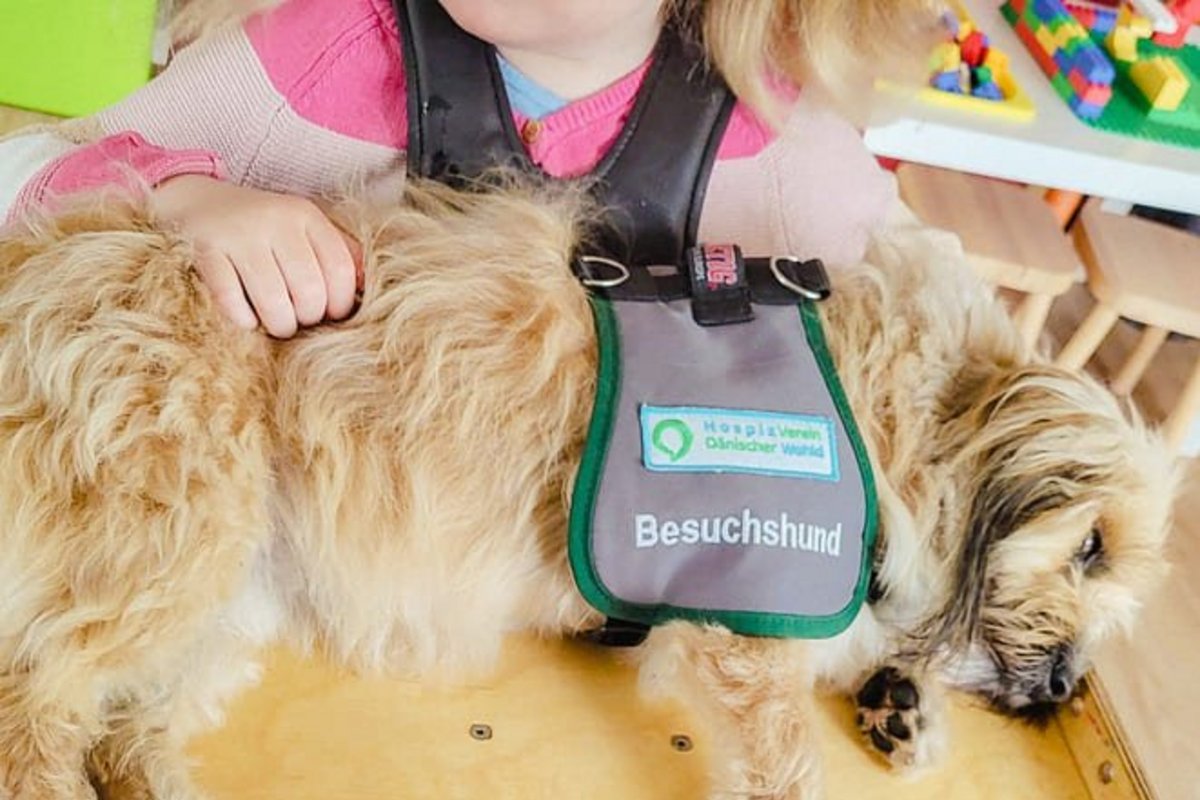 Kind im Rollstuhl streichelt einen Besuchshund.