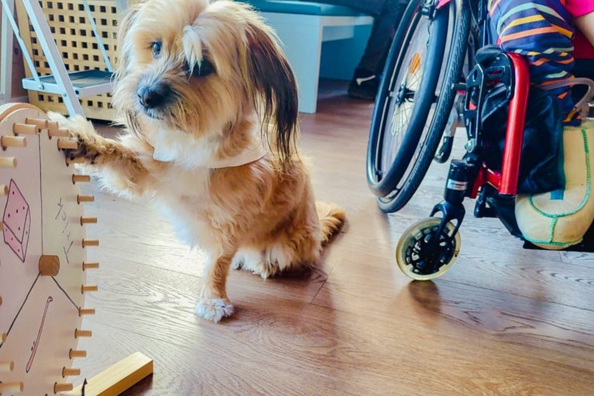 Besuchshund Smilla beim Spielen